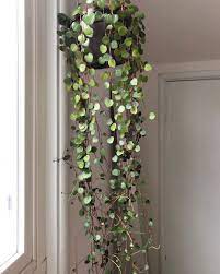 My First Plant Love The Peperomia Ruby Cascade It Was Love At First Sight Sending Happy Plant Vibes To All Hanging Plants Hanging Plants Indoor Plants