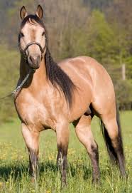 Buckskins sometimes have body colored hairs along the edge of the mane and at the tail head. Cream Dilution Equine Coat Color Animal Genetics