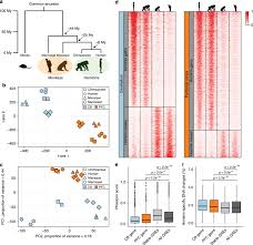 Schematics have two fundamental purposes. Hominin Specific Regulatory Elements Selectively Emerged In Oligodendrocytes And Are Disrupted In Autism Patients Nature Communications