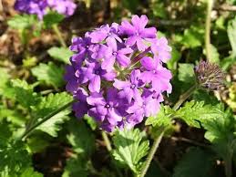Verbenas How To Grow And Care For Verbena Plants Garden Helper Gardening Questions And Answers Verbena Plant Garden Helpers Plants