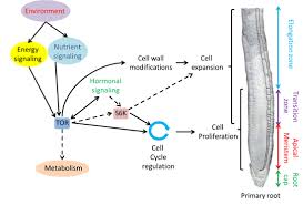 Not every plant or flower grows and thrives in every climate. Ijms Free Full Text Spatial Regulation Of Root Growth Placing The Plant Tor Pathway In A Developmental Perspective Html