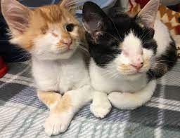 I have her caged now and want to … read more Feline Upper Respiratory Infection Humane Society Of El Paso