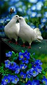 Pin By Fenerbahce Fenerbahce On Guzel Kuslar Ve Diyerleri Beautiful Birds Animals Beautiful Animals