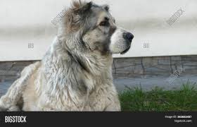 Loyal family companions, rare guardian breed. Portrait Cute Alabai Image Photo Free Trial Bigstock