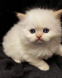 The reason for blue eyes is the himalayan gene in them which also makes them partial albinism. Flame Point Himalayan Pet S Friend Store In Newmarket