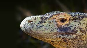 The beauty of jalak bali becomes the most favorable moment for tourists while visiting bali. Komodo Dragon San Diego Zoo Animals Plants