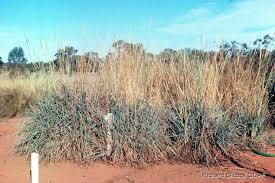 Image result for Anthephora pubescens