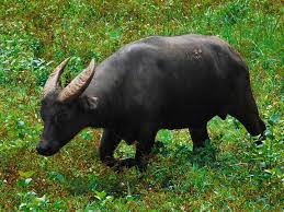 It also ranks fourth on the list of countries with the most species in imminent danger of extinction. 11 Endangered Animals Only Exist In Indonesia Authentic Indonesia Blog