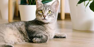 Flowers that are not toxic to dogs and are commonly used in flower arrangements. 9 Pet Friendly Plants That Are Safe For Cats Daily Paws