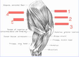 The canine shoulder model is a life size anatomical model of the scapula and humerus of an average sized dog. Dog Shoulder Muscle Anatomy