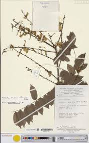 Image result for Millettia drastica