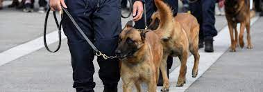 Maybe you would like to learn more about one of these? Centre De Formation Maitre Chien A Toulouse Formation Prevention Securite