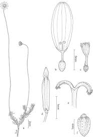 Image result for Euryops subcarnosus