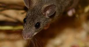Allein im juni und juli haben sich mehr als 1000 menschen mit dem virus angesteckt, dass von rötelmäusen. Hantavirus Steigende Erkrankungszahlen In Baden Wurttemberg Cleankids Magazin