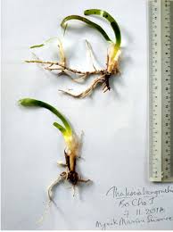 Image result for Thalassia hemprichii