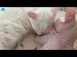 Birbirlerini Yalayan Ankara Ve Sfenks Kedisi Tuysuz Kedimiz Smeagol Ve Tuylu Kedimiz Pincir Youtube Sphynx Sfenks Kedi