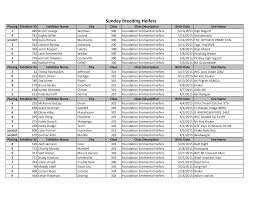 Sunday Breeding Heifers