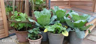 Check spelling or type a new query. Fertiliser Feeding Your Plants Organically