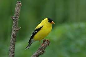 How to attract finches into your garden. Iowa State Bird Finches Bird Backyard Birds Backyard Birds Feeders