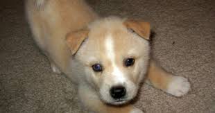 Black And Tan Shiba Inu Mix Parker The Corgi Mix Corgi Mix Corgi Mix Puppies Corgi