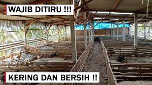 We did not find results for: Kandang Bebek Petelur Modern Sistem Kering Intensif Bersih Sekali Youtube