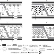 The pressure created by the cell wall stops too much water entering and prevents cell lysis. A Model Representing The Effect Of Water Loss On Plant Cell Wall Download Scientific Diagram