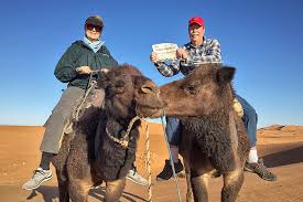 It is brown with short fur and long, thin legs. Camels Share Love In The Sahara Desert At Sunset With Cape Gazette Cape Gazette