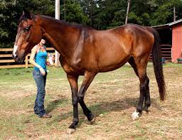 Thoroughbred Horse Breed Information History Videos Pictures
