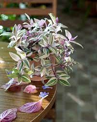 The zebrina variety has long vines covered in small stemless leaves about 2 in length. 8 Types Of Wandering Jew Plants Care Tips Balcony Garden Web