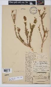 Image result for Melolobium