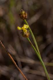 Image result for Xyris anceps