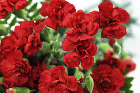 Leos are proud and bold—so naturally, the flower that matches their personality best is the amaranth/ amaranthus which grows anywhere from 18 inches to up to six feet tall. Flowers Associated With Your Zodiac Sign And Their Meanings Astrology Bay