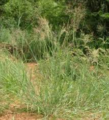 Image result for Tricholaena