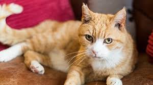 Timmy was flying his kite while bob was eating a sandwich. Cats With Fiv Care And Prevention Rspca