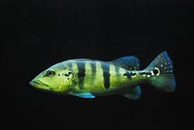 Peacock Bass Blue Azul Si Roket Bersirip Biru Nakama Aquatics