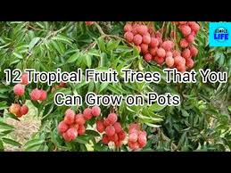 Try growing one of these tropical fruit trees. 12 Tropical Fruit Trees That You Can Grow On Pots Youtube