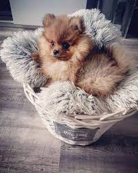 Discover Cute Pomeranian Puppy And Kids Pomeranianmixpoodle Pomeranianpup Pomeraniantips Cute Dogs And Puppies Baby Animals Funny Cute Animals