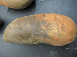 Mold potatoes are available in waxy as well as starchy ones, so as to impart the intended texture to the dish in mold potatoes offered on alibaba.com are great for making all sorts of dishes including crispy fries, jacket. Sweetpotato Scurf Nc State Extension Publications