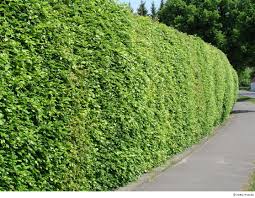 Das verbot betrifft vor allem gewächse, die in freien landschaften sowie wohngebieten beziehungsweise siedlungsbereichen stehen. Eine Hecke Pflanzen Jetzt Ist Der Richtige Zeitpunkt
