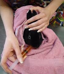 Emergency exotic pet vet near me. Emergency Avian Exotic Animal Clinic