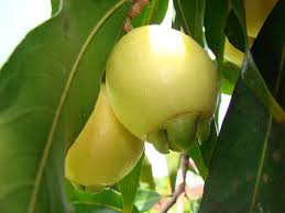 Pin On Plants