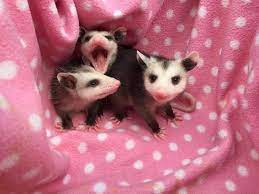 Wild Care Oklahoma It Is Opossum Baby Season Now At Wildcare Take A Look At These Babies They Are Fed Four Times A Day Baby Possum Pet Rats Funny Animals
