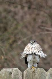 Big Black Birds In Indiana 15 Photos Of Wildlife In Indiana That Will Drop Your Jaw Cooper S Hawk Birds Of Prey Backyard Birds