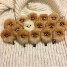 Daftar harga boneka anjing lucu terbaru juli 2021. Il Est Tellement Adorable Cuuuuute Anak Anjing Lucu Anak Anjing Anjing Lucu