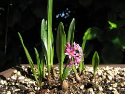 Image result for Ledebouria cooperi