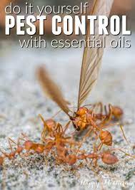 When you diy you only have to apply treatments every three. Do It Yourself Pest Control With Essential Oils Happy Mothering Pest Control Best Pest Control Garden Pests