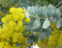 Image result for Acacia