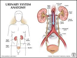 Urinary System Excretory System Abdominal Aorta Anatomy
