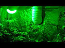 Check your plant guides for the specific sunlight needs of your hydroponic plants as they grow and bloom. Green Light Grow Youtube