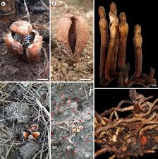 Image result for Hydnoraceae